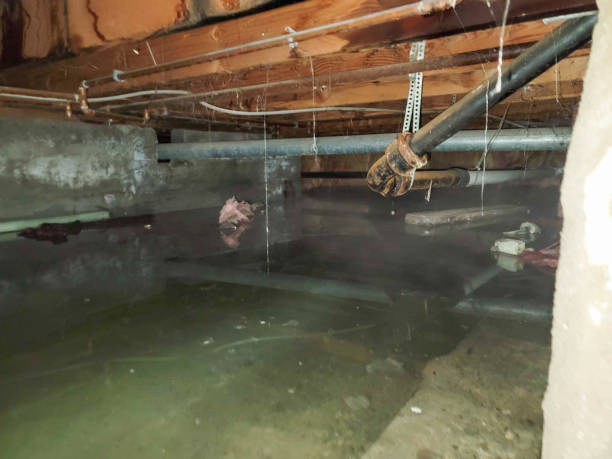 Best Mold removal after water damage  in Madison, NC